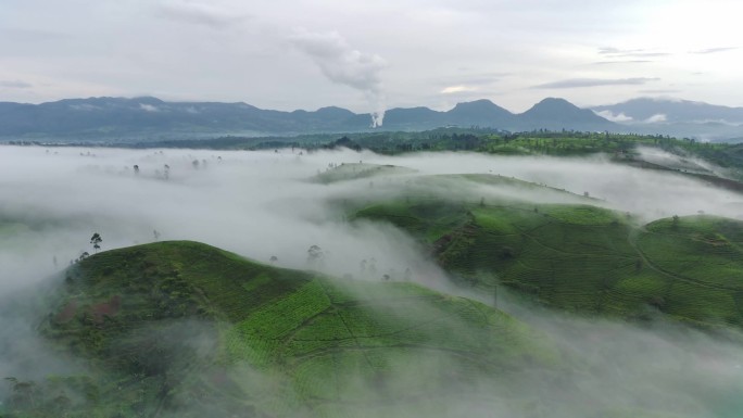 在一个雾蒙蒙的早晨，空中俯瞰茶田镜头。自然景观镜头概念.