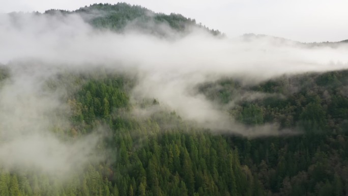 无边无际的茂密森林的无人机镜头，覆盖着厚厚的白云