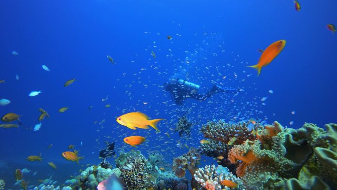 潜水及热带鱼类