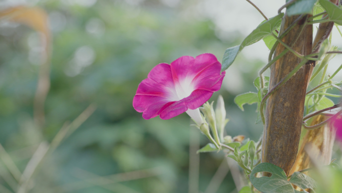 各色牵牛花4K实拍