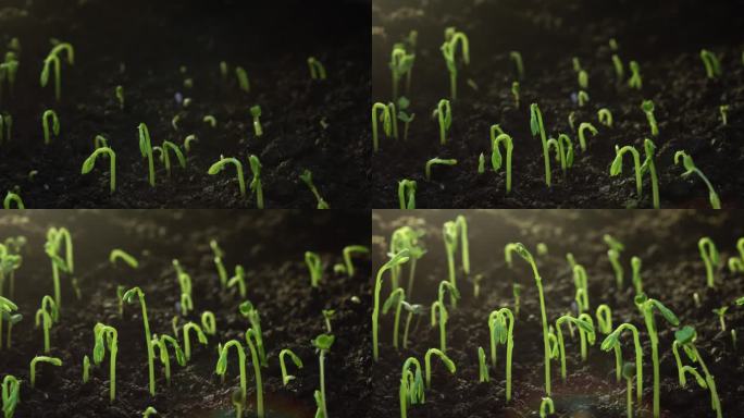晶状体耀斑生长植物的延时。自然界新生命的诞生。从地下长出一个芽。高质量镜头