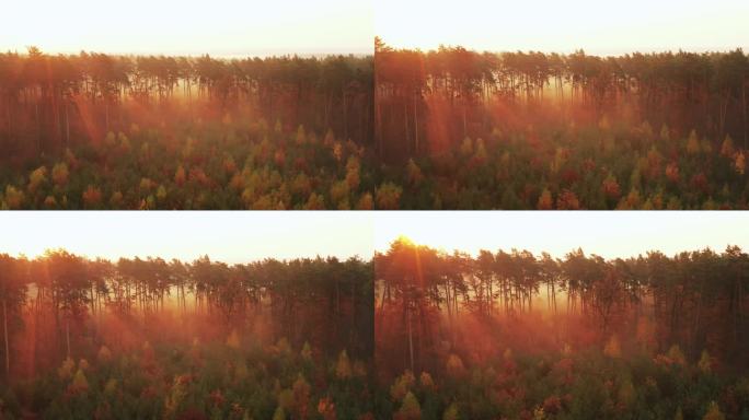 黎明时分，缓慢的无人机在秋天的森林中飞行。 阳光在浓雾中闪烁着.