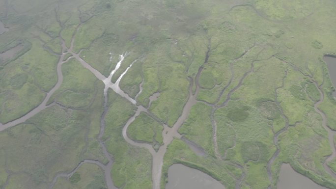 4K-Log-上海青草沙水库湿地潮汐树