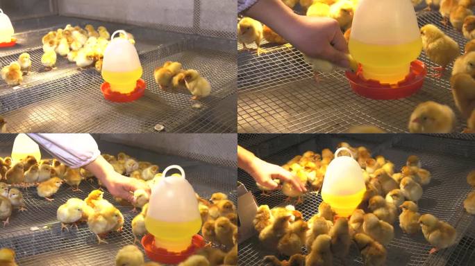 放入饮水器 雏鸡 鸡群喝水 人工辅助饮水