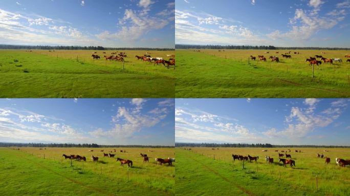 在美丽蓝天的开阔绿地上奔跑的马的航拍图 