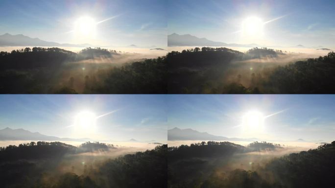 雾蒙蒙的森林里的日出。早晨在松树林上空飞行的奇妙景色。有神奇的雾一路到地平线。空中射击，