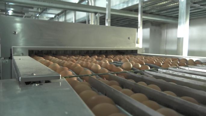 鸡场 蛋库 自动化收集 传送带鸡蛋 照蛋