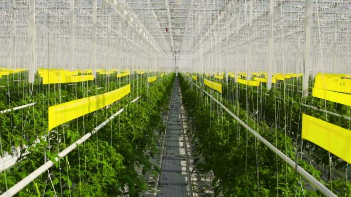 西红柿植物在一个大的温室里，生长在一个特殊的设备上。