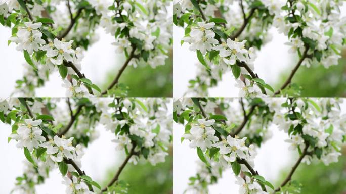 苹果树花春天白色唤醒自然颜色早期宏视频