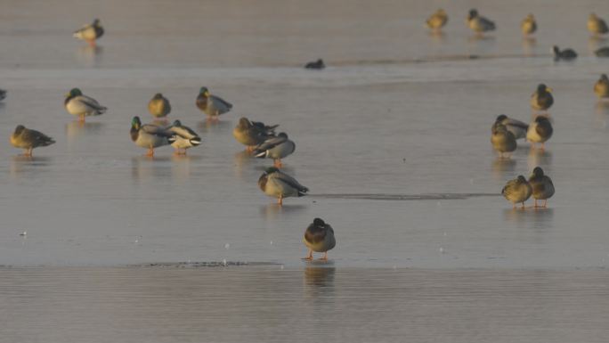 冰面上的野鸭群聚集越冬