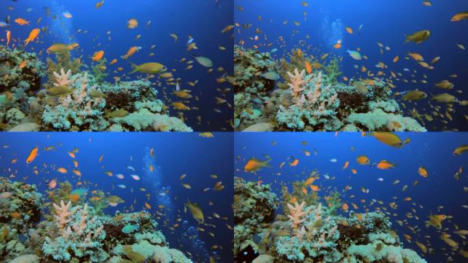 海底珊瑚礁海洋