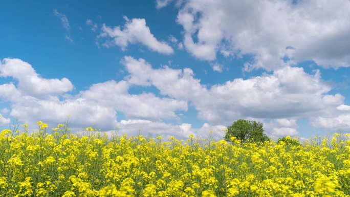 美丽的菜籽花在蓝天的映衬下与白云相映成趣。农业景观。开花结果鲜亮的黄色卡诺拉场的时间差.