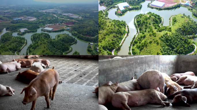 （合集）养猪场 生态养猪基地