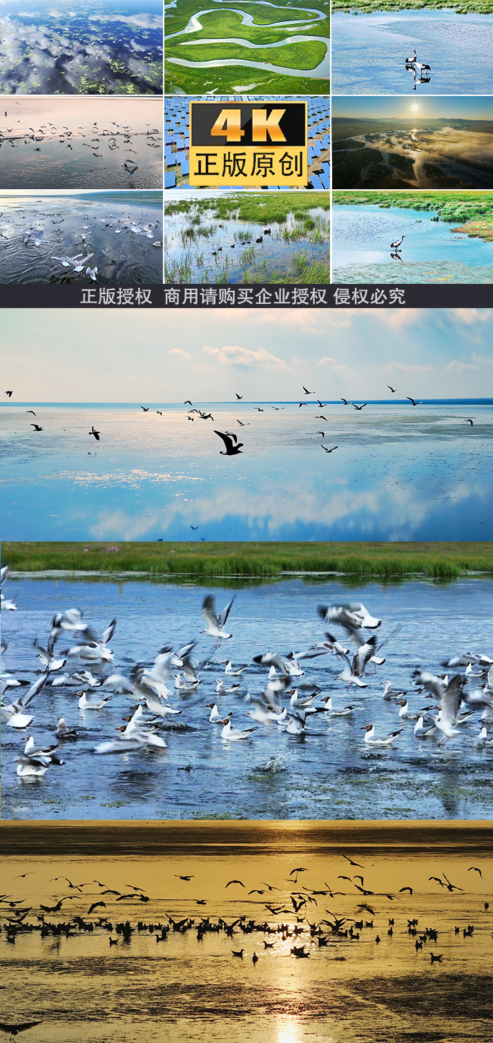 生态鸟湿地飞鸟候鸟绿色白鹭环境动物自然