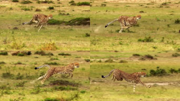 猎豹高速奔跑