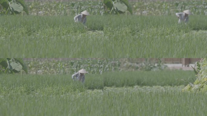 (4K) 浙江温州泰顺县农民田间耕作