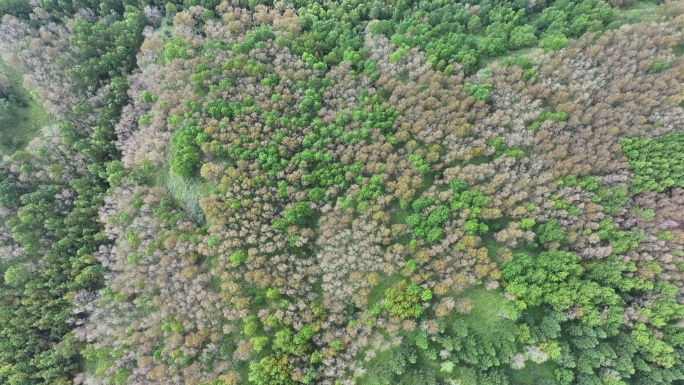 绿色雨林森林山林植物林地