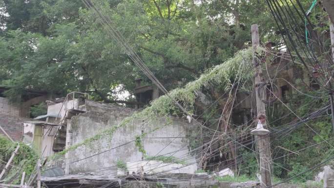 废墟里的植物吞噬了电线杆