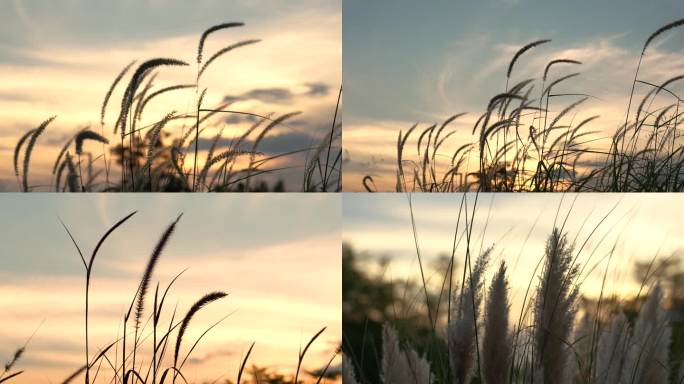 夕阳下随风摇摆的小草
