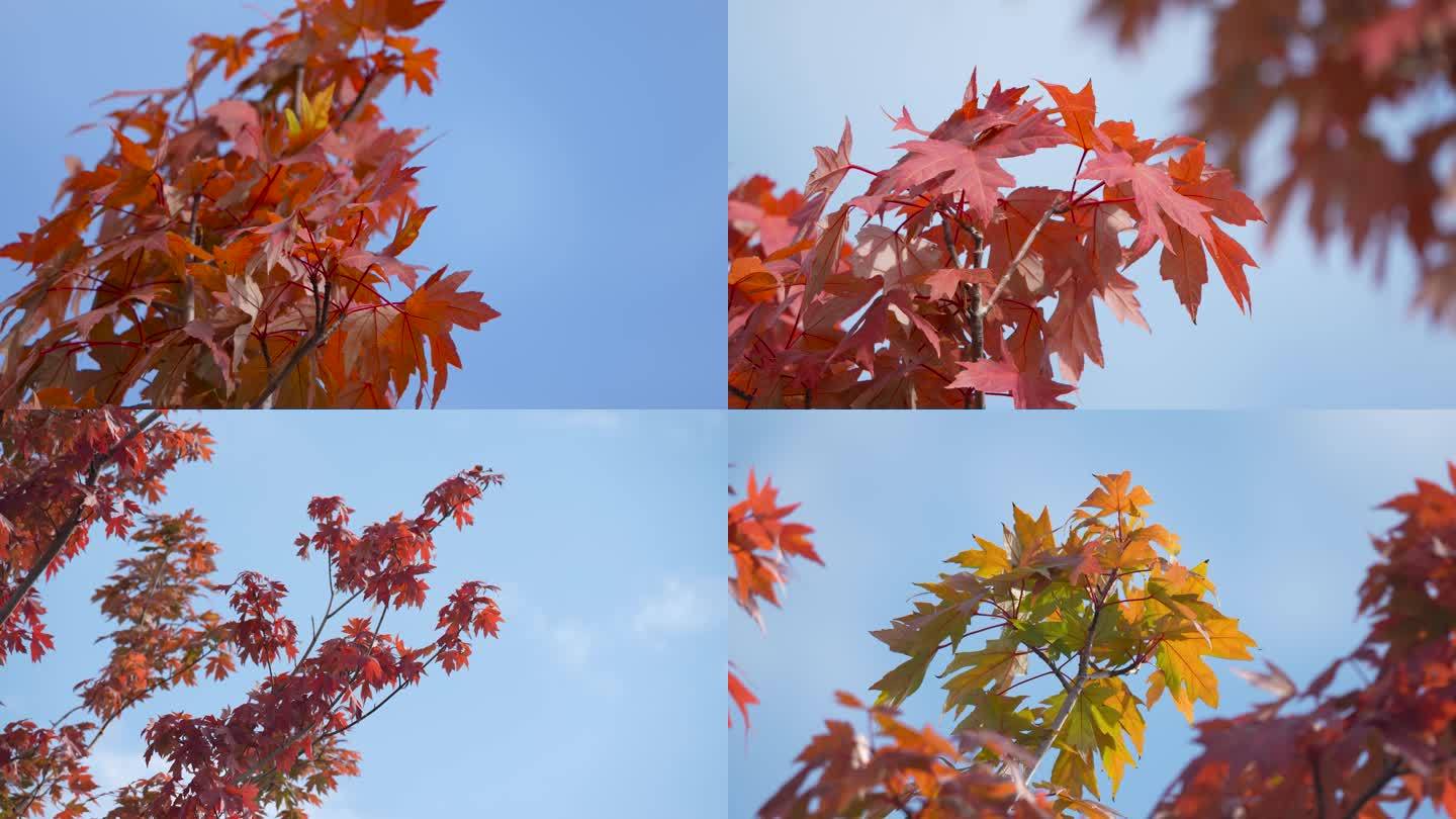 秋天红枫叶