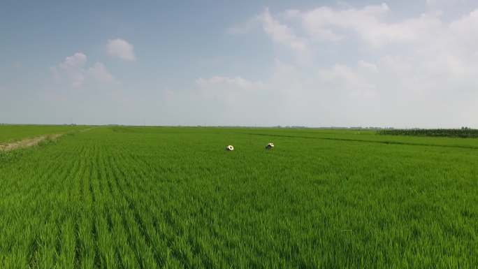 19-夏季现代农业水田除草无人家航拍