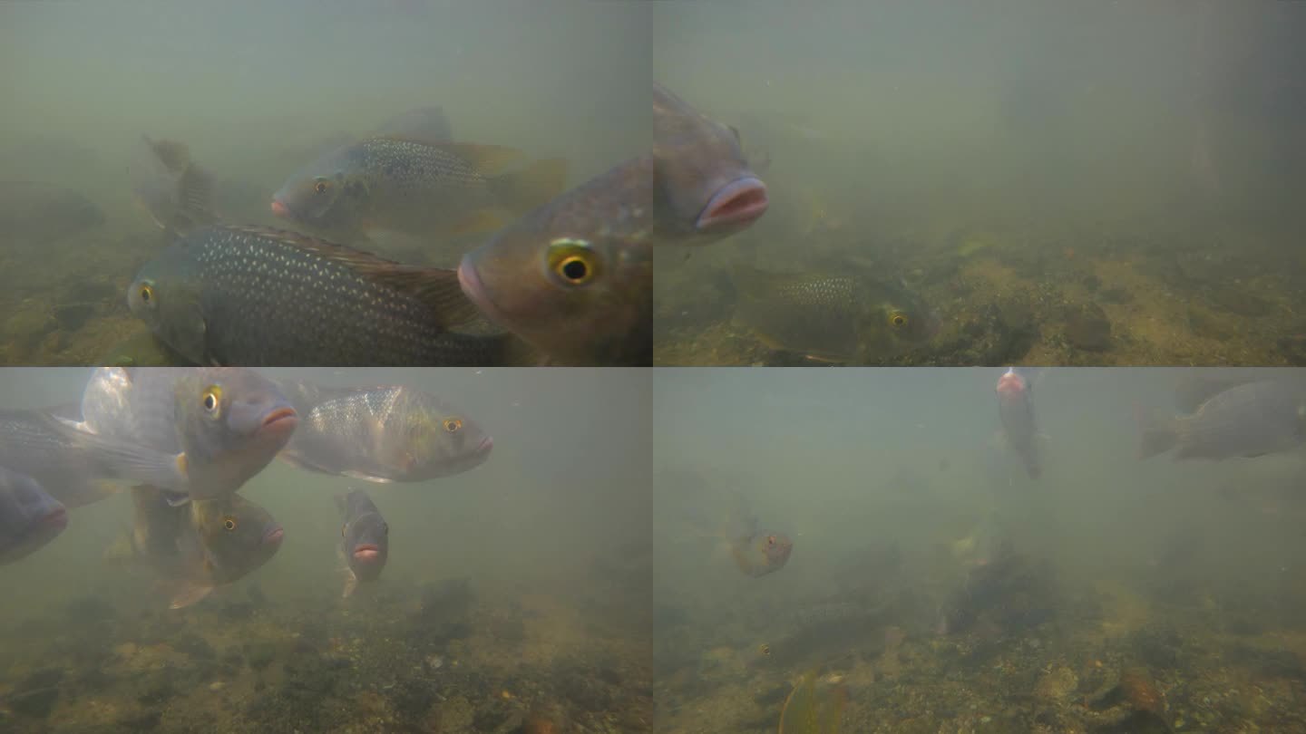 水下视频画面拍摄鱼类