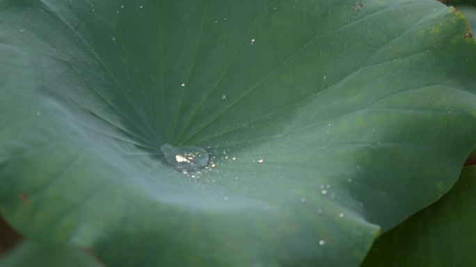 4k唯美 夏季下雨 荷叶空镜意境