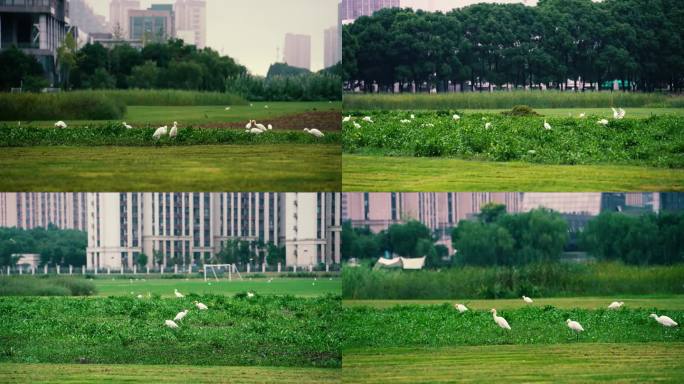 城市白鹭飞生态环境优越