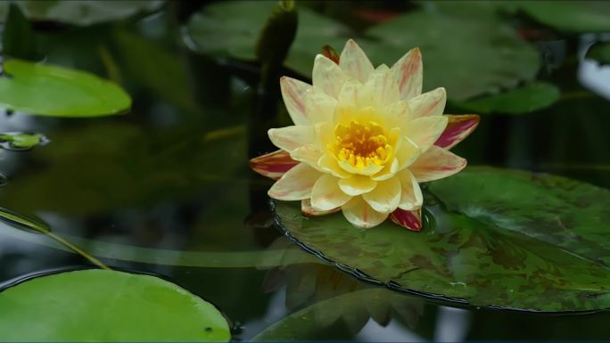 14种橙色花朵 金色花朵  延时 合辑