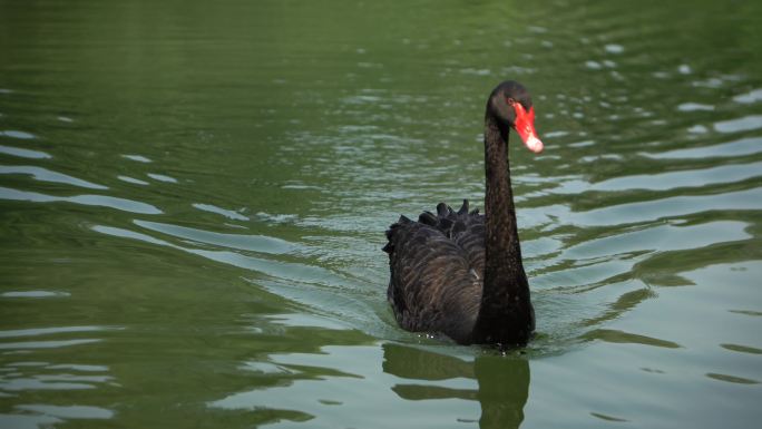 湖中有一只美丽的黑天鹅