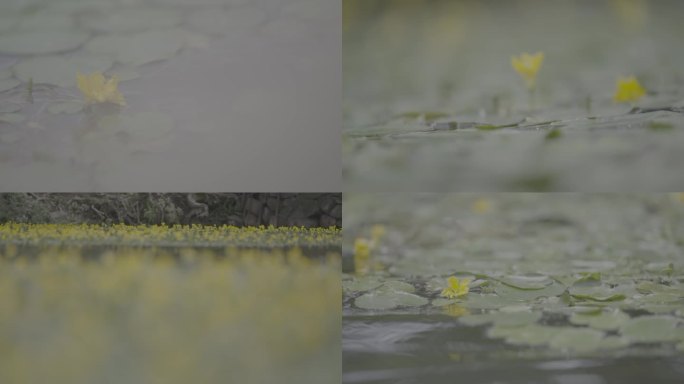荇菜 鹅黄色花朵 空镜头
