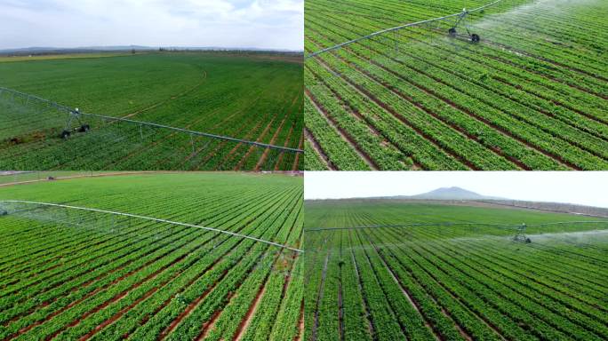 农业灌溉、板蓝根种植