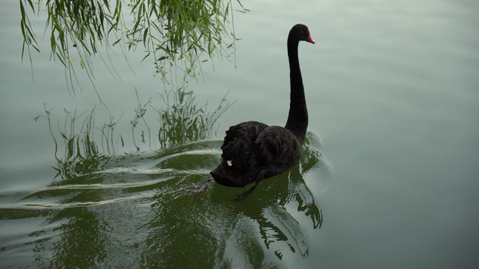 湖中有一只美丽的黑天鹅