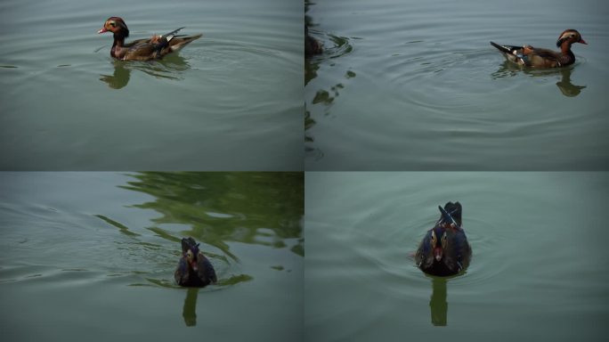 湖中游泳的鸳鸯