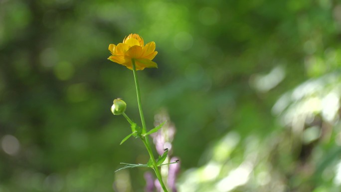 野生金莲花