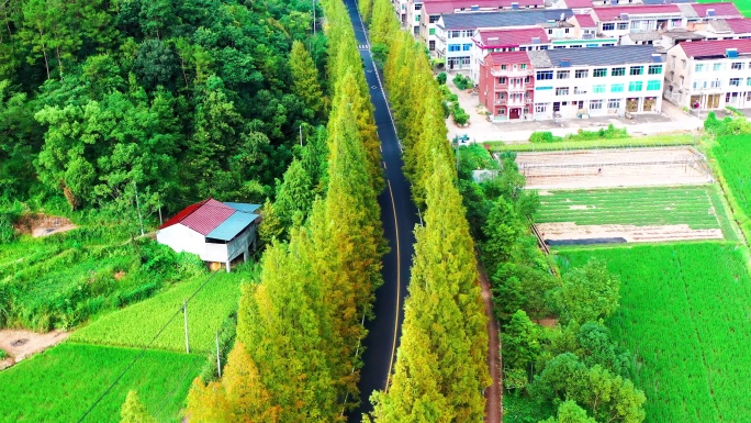 浙江临海市小芝，田园风光，有稻田和村庄