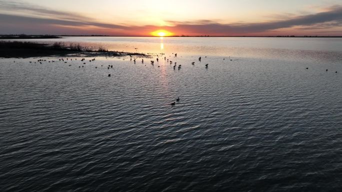 日出湖边候鸟