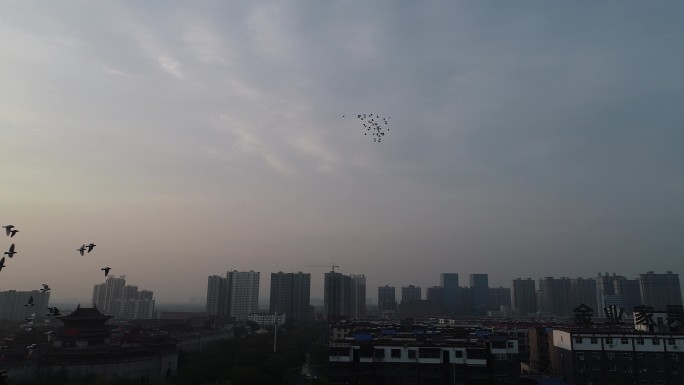 城市清晨鸽子飞过