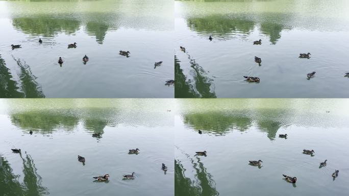 成群的野鸭在绿色的宁静的湖中