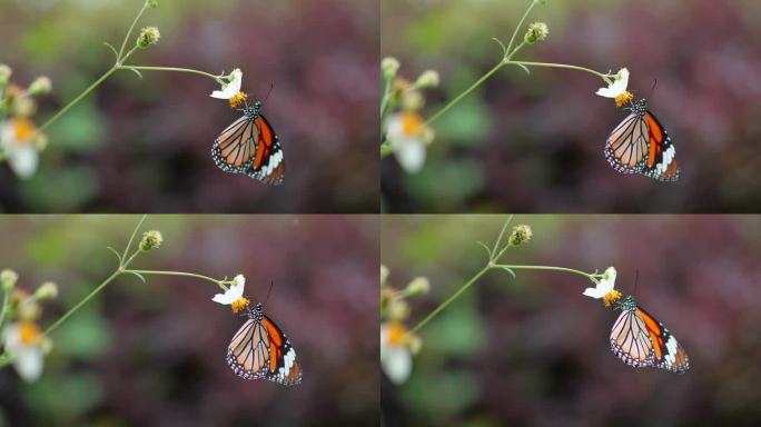 花朵上的一只蝴蝶