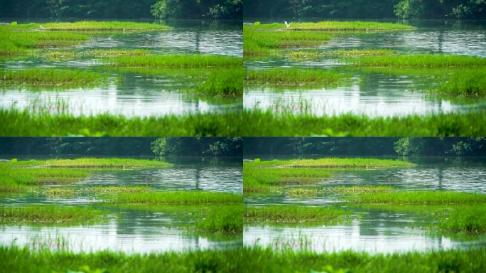 河滩湿地稠密植被白鹭觅食4K