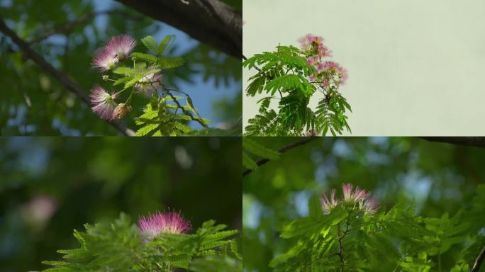 合欢树 合欢 合欢花  绒花 阳光 花树