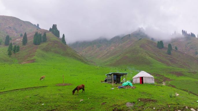 航拍新疆恰西草原恰塔环线自驾森林牛羊越野
