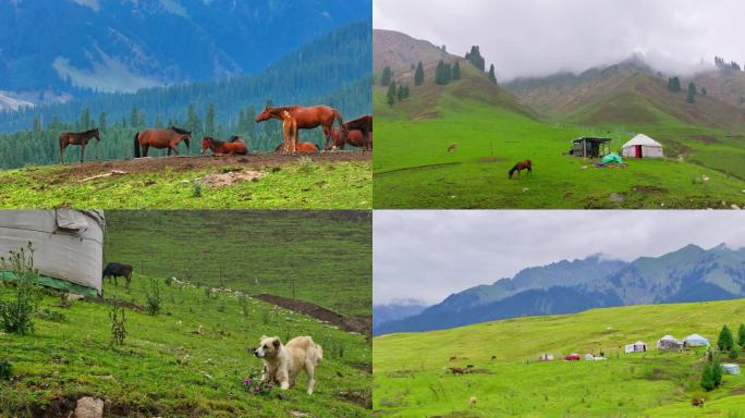 航拍新疆恰西草原恰塔环线自驾森林牛羊越野
