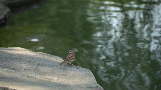 湖边一只小麻雀