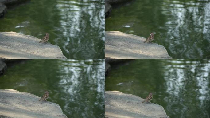 湖边一只小麻雀