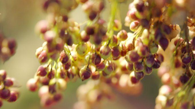 稷穄子黍子大黄米成熟特写