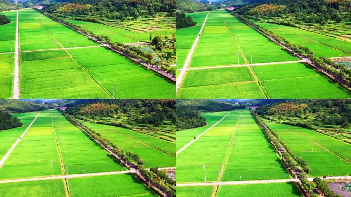 浙江临海市小芝，田园风光，有稻田和村庄