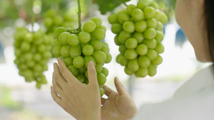 江苏镇江句容丁庄葡萄园大棚航拍水果采摘