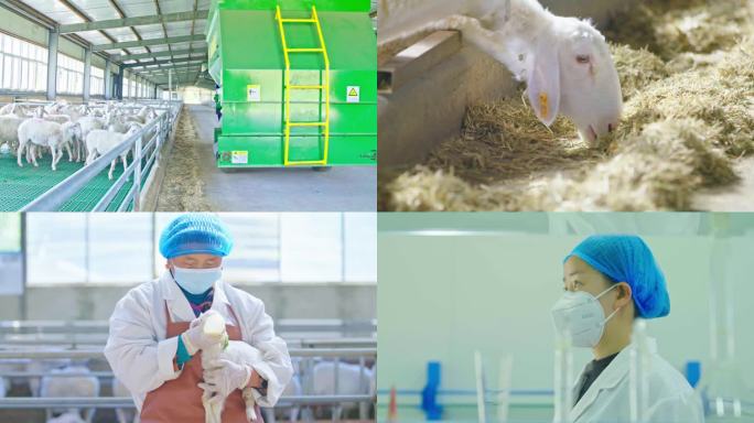 大型养羊厂 现代化养羊 规模化养殖羊